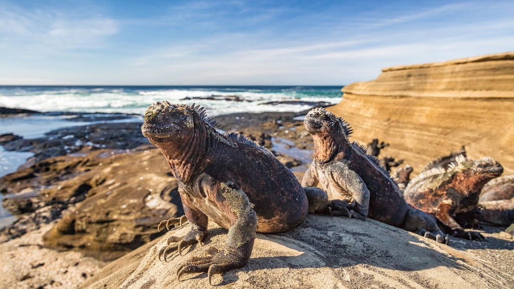 Galapagos Islands to Increase Tourist Entry Fees Due to Growing Visitor Numbers