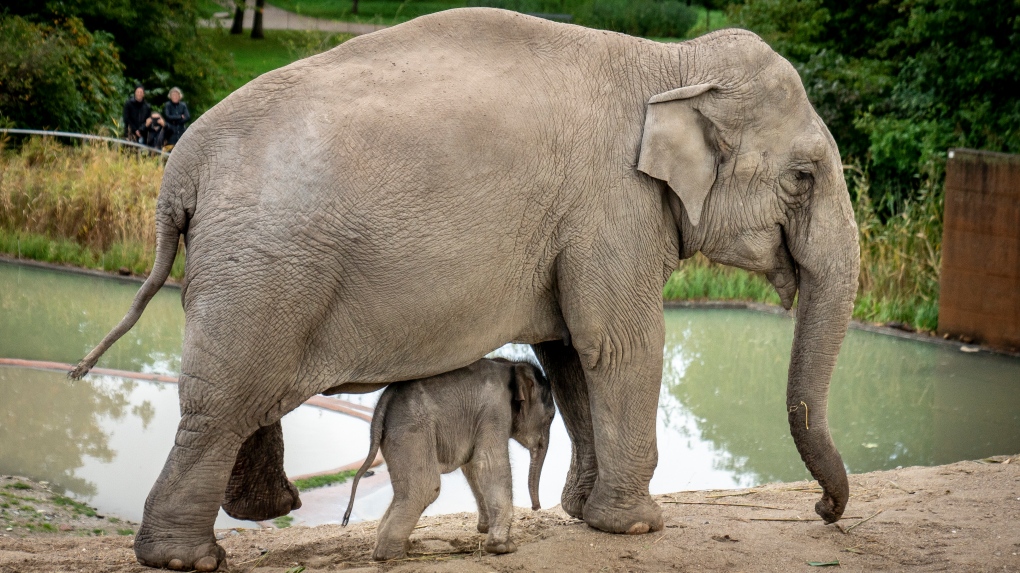 Study suggests that Asian elephants have a burial ritual for their dead