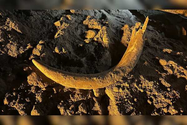 Rare Discovery of Mammoth Tusk and Bones Unearthed at Freedom Mine in North Dakota