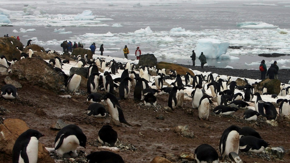 Researchers study bird flu outbreak in thousands of deceased Antarctic penguins