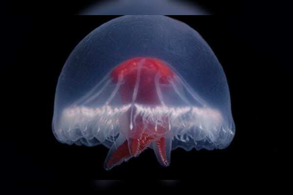 Groundbreaking Discovery: New Species of Jellyfish Resembling St. George's Cross Unveiled