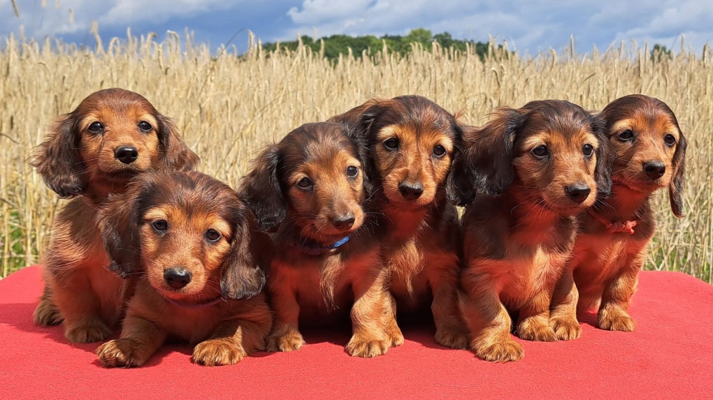 Germany considers implementing a ban on Dachshund breeding, putting the beloved breed in jeopardy