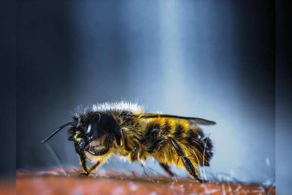 Unveiling the Resilience of Queen Bumblebees: Surviving Extreme Water Conditions