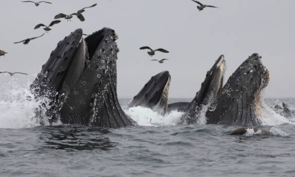 - Encounter with Whales Sparks Potential for Human-Alien Communication